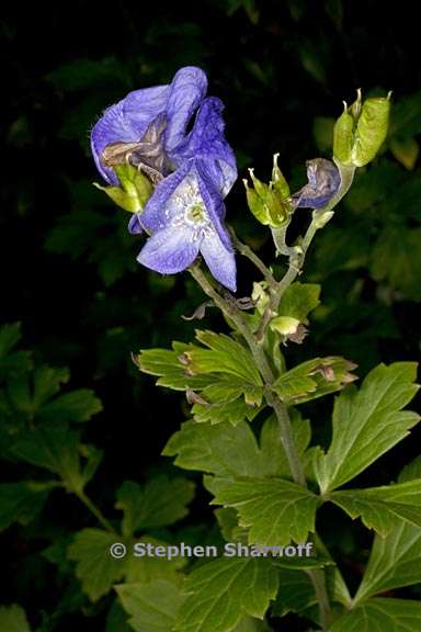 aconitum carmichaelii 2 graphic